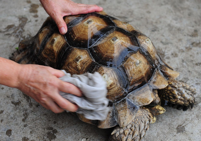 乌龟咬到人怎么样才能让乌龟松口,手被乌龟咬了视频