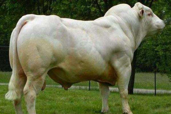 夏洛莱种牛品种,夏洛莱牛的品种介绍