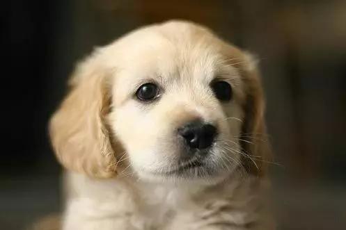 45种狗狗很难得一见你认识几种,45种最难得一见的狗