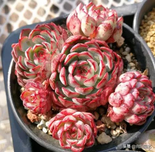多肉养不好,多肉精养怎么控