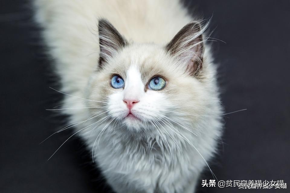 铲屎官发现俩猫咪,猫咪铲屎除臭最有效的方法