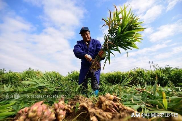 光照与水分对生姜大小的影响,生姜种植出苗后管理方法