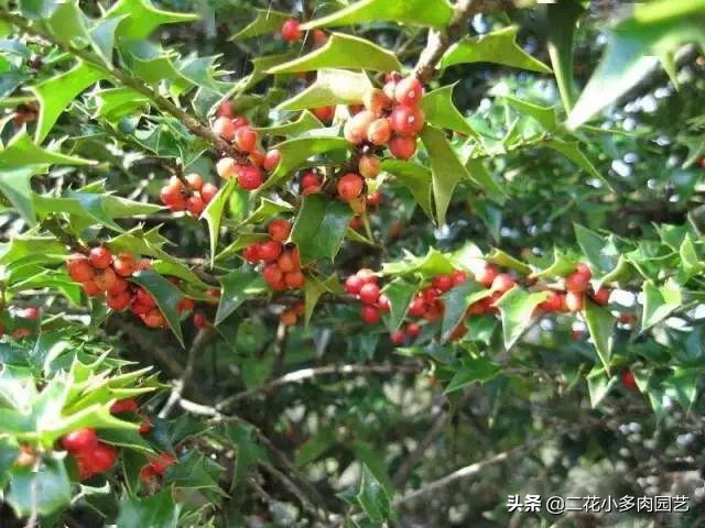 365种·常见花卉图谱，观果和多肉植物收藏篇