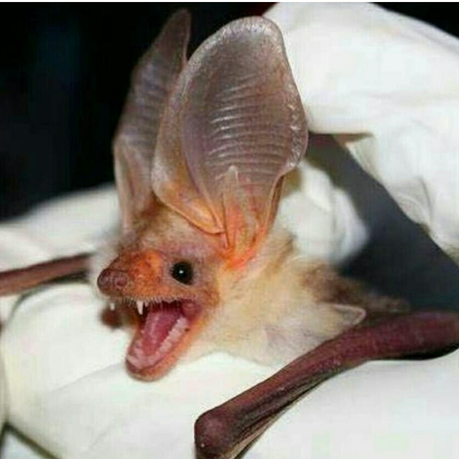 蝙蝠是不是濒临灭绝动物,蝙蝠到底是什么样的动物