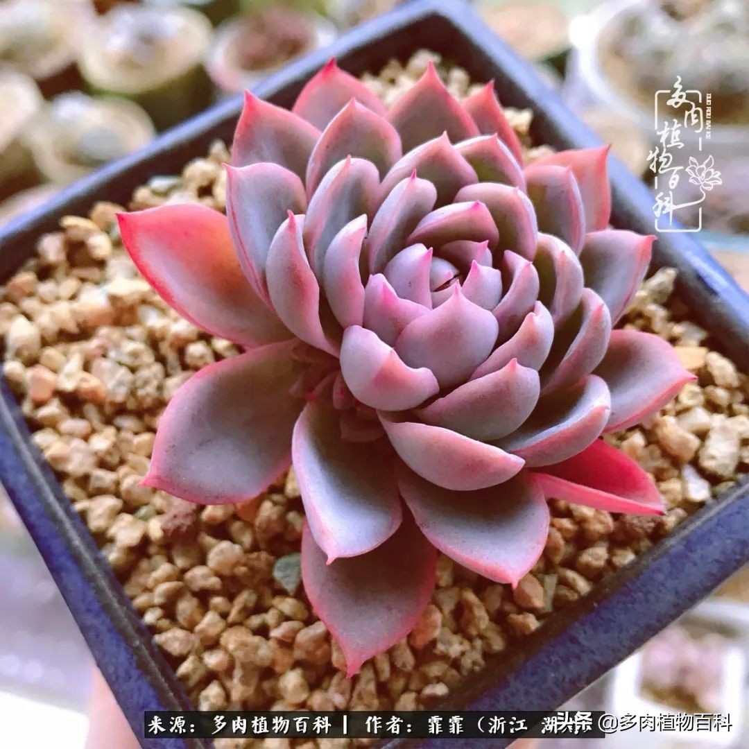 包邮区多肉度夏养护心得,阳台党养多肉怎么度夏