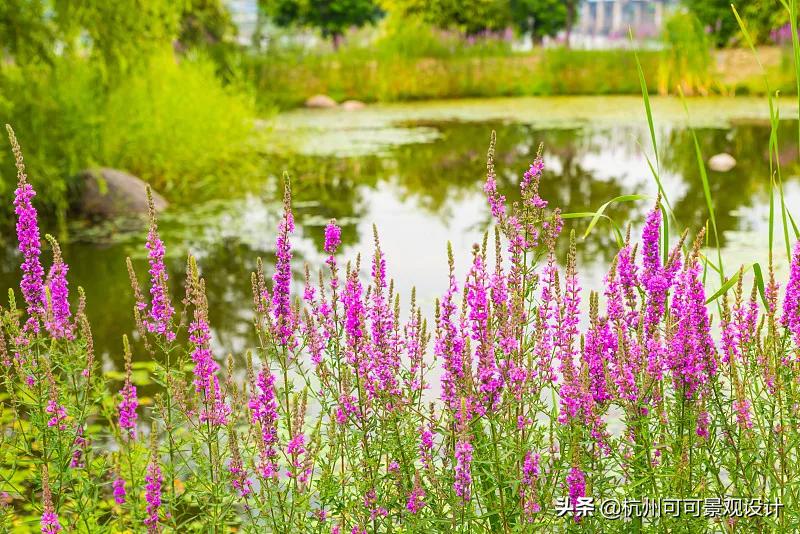 庭院长方形水池水景流水造景,庭院花池种植设计效果图