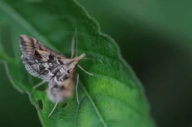传说中的蛊虫真的有吗,传说中的扑棱蛾子