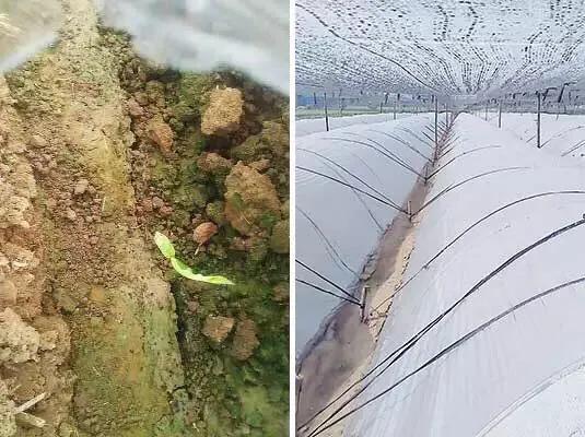 生姜催芽时伤口长毛怎么回事,生姜降温效果最好的方法