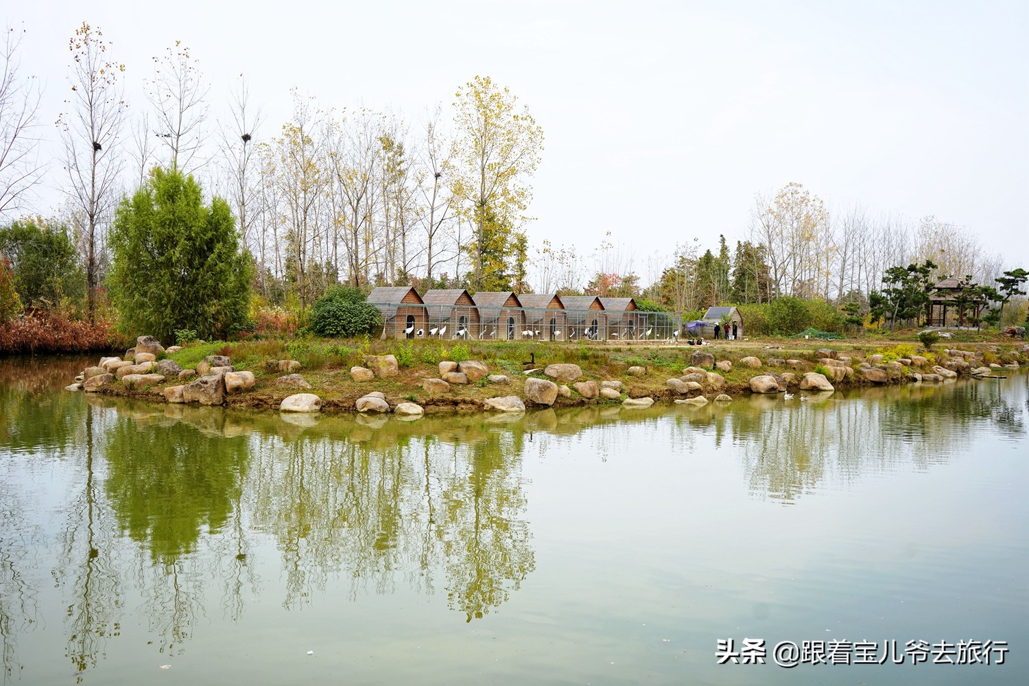 南京燕雀湖水杉林,南京秋天水杉林