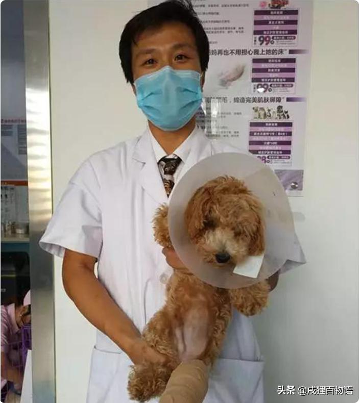 狗狗扭伤和骨折表现有什么区别,狗狗被撞了怎么判断有没有骨折