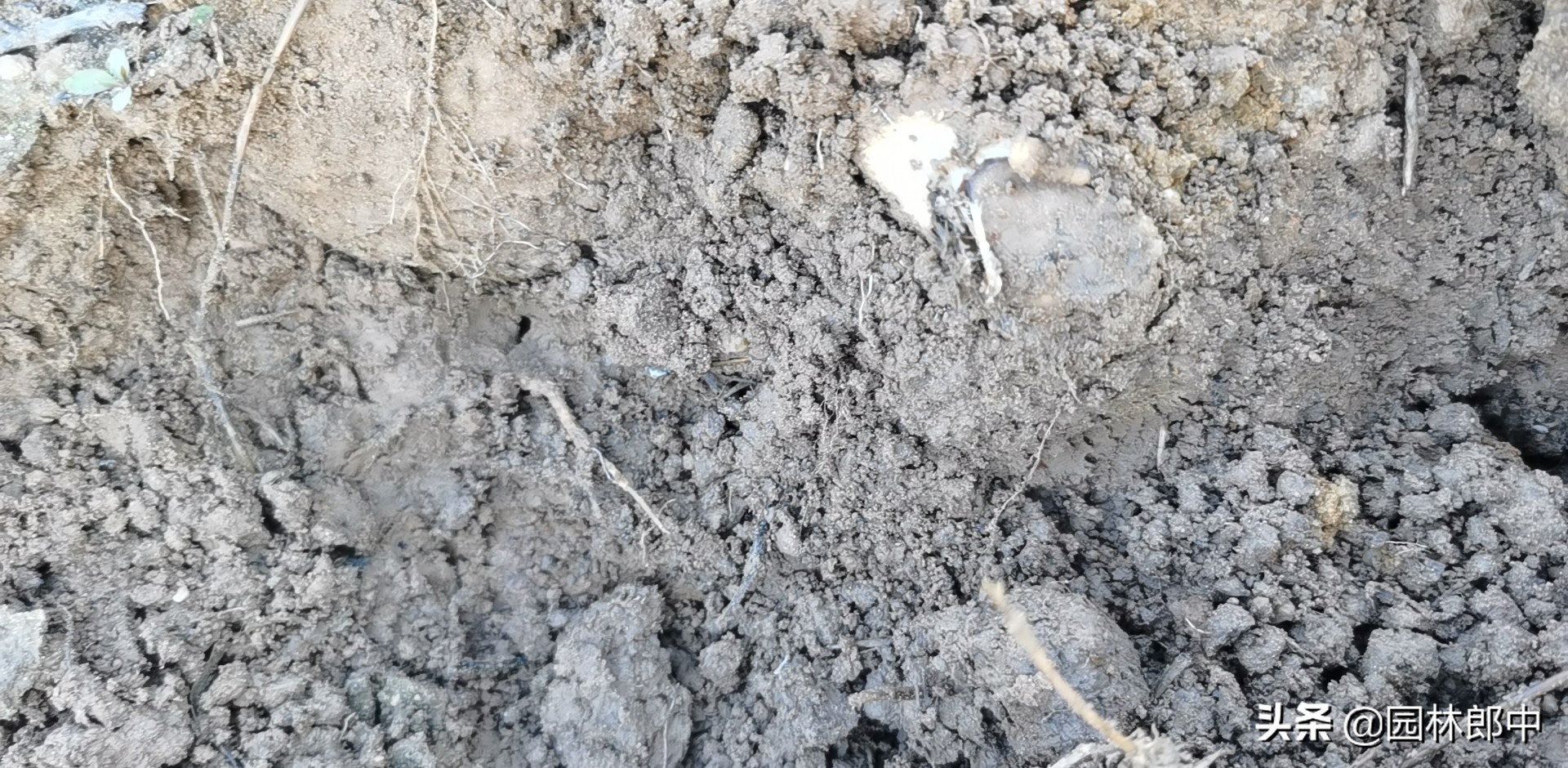 苗木回暖,温度升高苗木开始无精打采