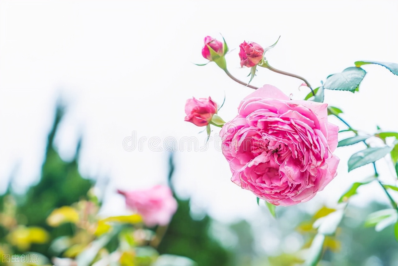 云南花卉行业发展前景,2020年花卉市场预测