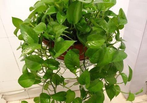 养绿萝，埋上几粒“煮豆豆”，胜过养花肥，油光锃亮爬满墙