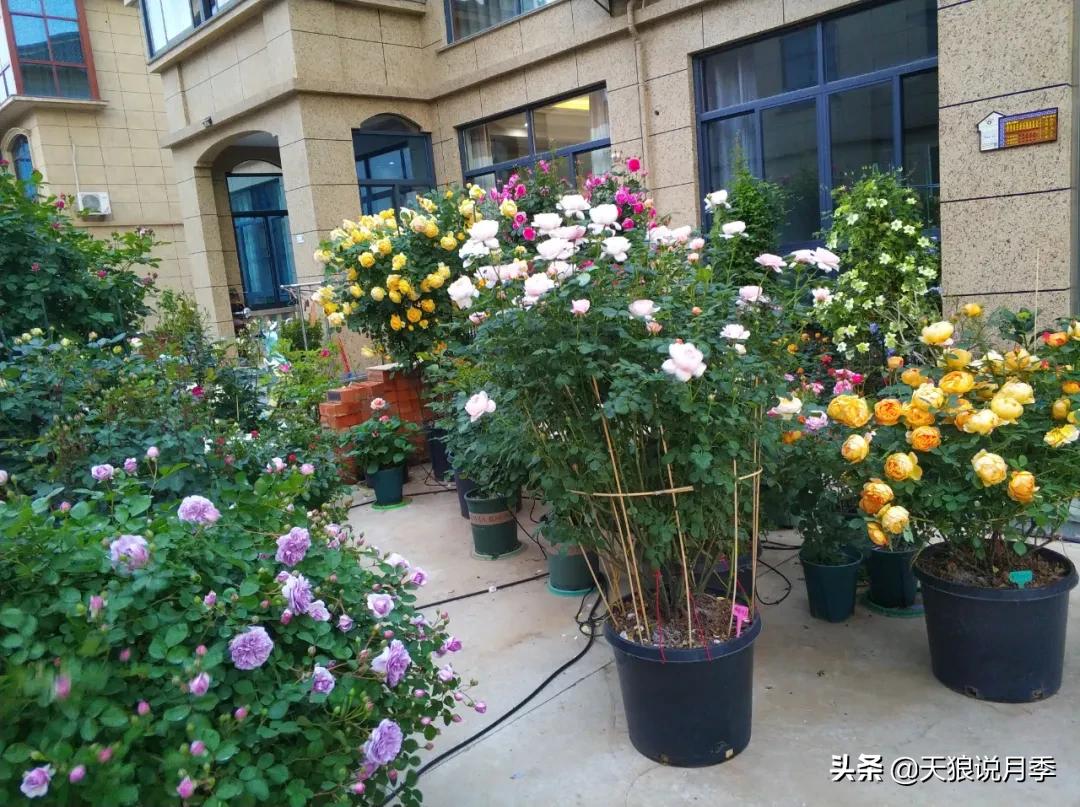 花友家的春花都开爆爆爆了，快来云赏花！（上）