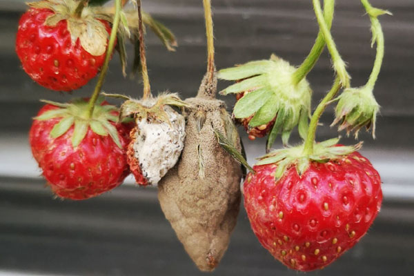 草莓小果茎发霉烂了是什么原因,草莓果实发霉怎么处理