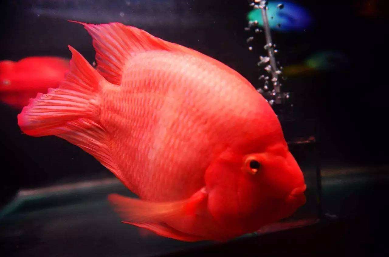 鹦鹉鱼有黑斑怎么回事,鹦鹉鱼出现黑斑怎么回事