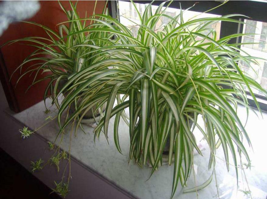 怎么让金边吊兰多发侧芽,金边吊兰怎么长着就没金边了