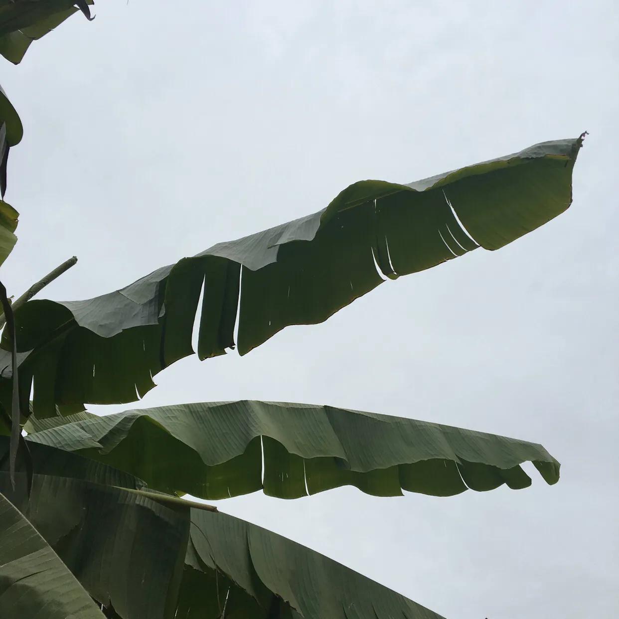 喜欢是你欢喜是你什么意思,欢喜是你年少是你文案