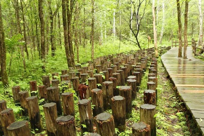 仙鹤起舞水粉画,仙鹤起舞展翅飞