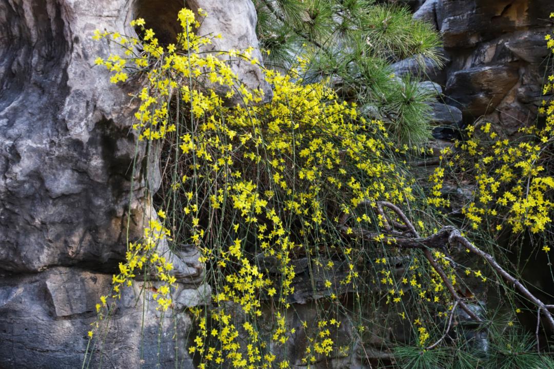 春天里最美的花儿，语文课本上的天下第一……一定要带孩子来