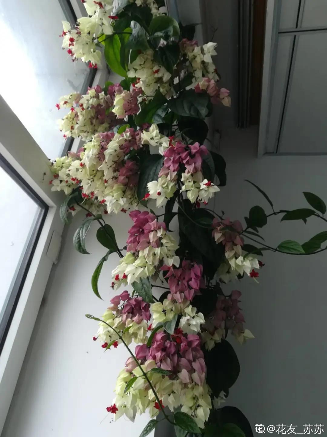 春天开的花有哪些常见又漂亮,十大名花在春天开的有哪些