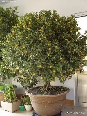 金桔树盆栽带果怎么养,盆栽金桔的养殖方法和注意事项
