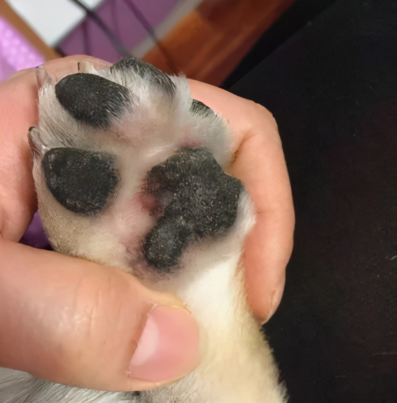 狗狗怎么避免趾间炎,狗狗趾间炎怎么预防