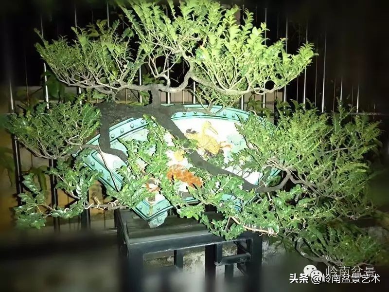 枫港柿和小叶紫檀哪个好,黑骨茶与枫港柿的区别