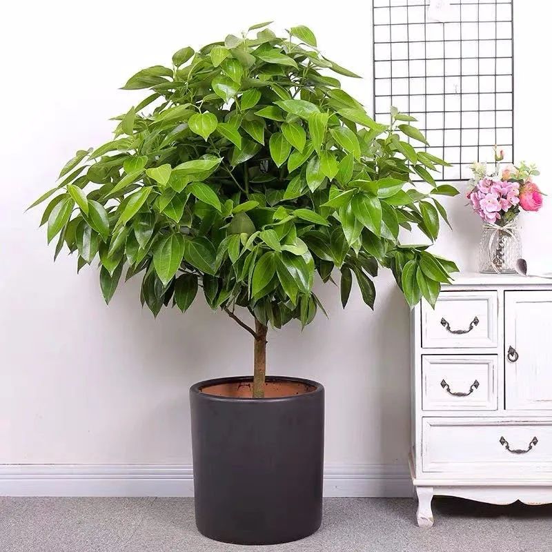 家中必养的五种花,家里养4种花高贵优雅一养就上瘾