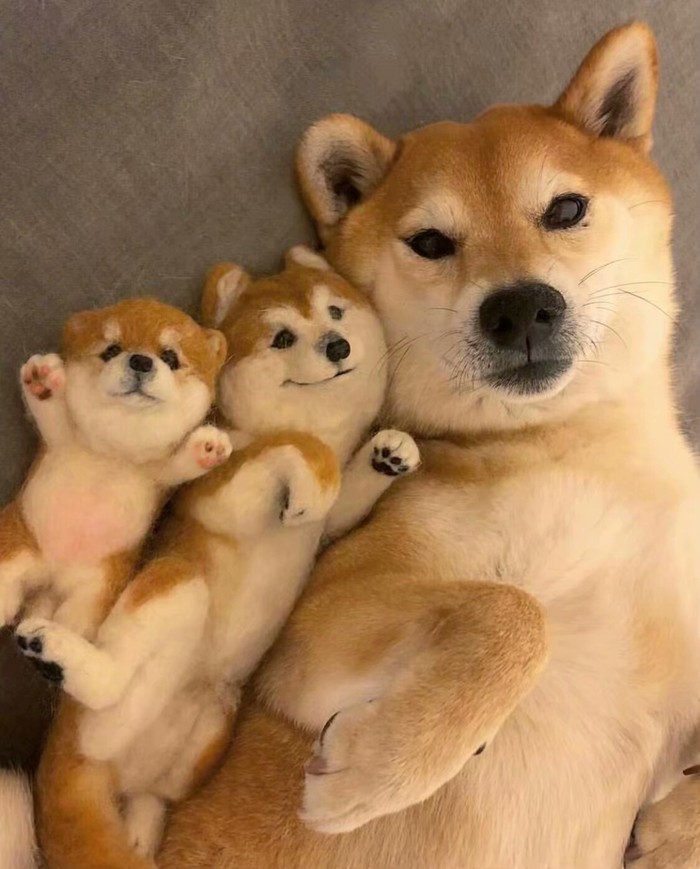 柴犬不让人碰它的脚怎么办,柴犬不让摸腿摸还咬人怎么回事