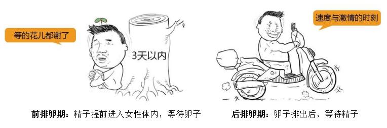 排卵期的计算方法准确吗,排卵期怎么算视频