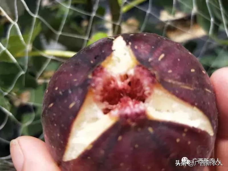 南宁那笔村无花果,南宁摘无花果