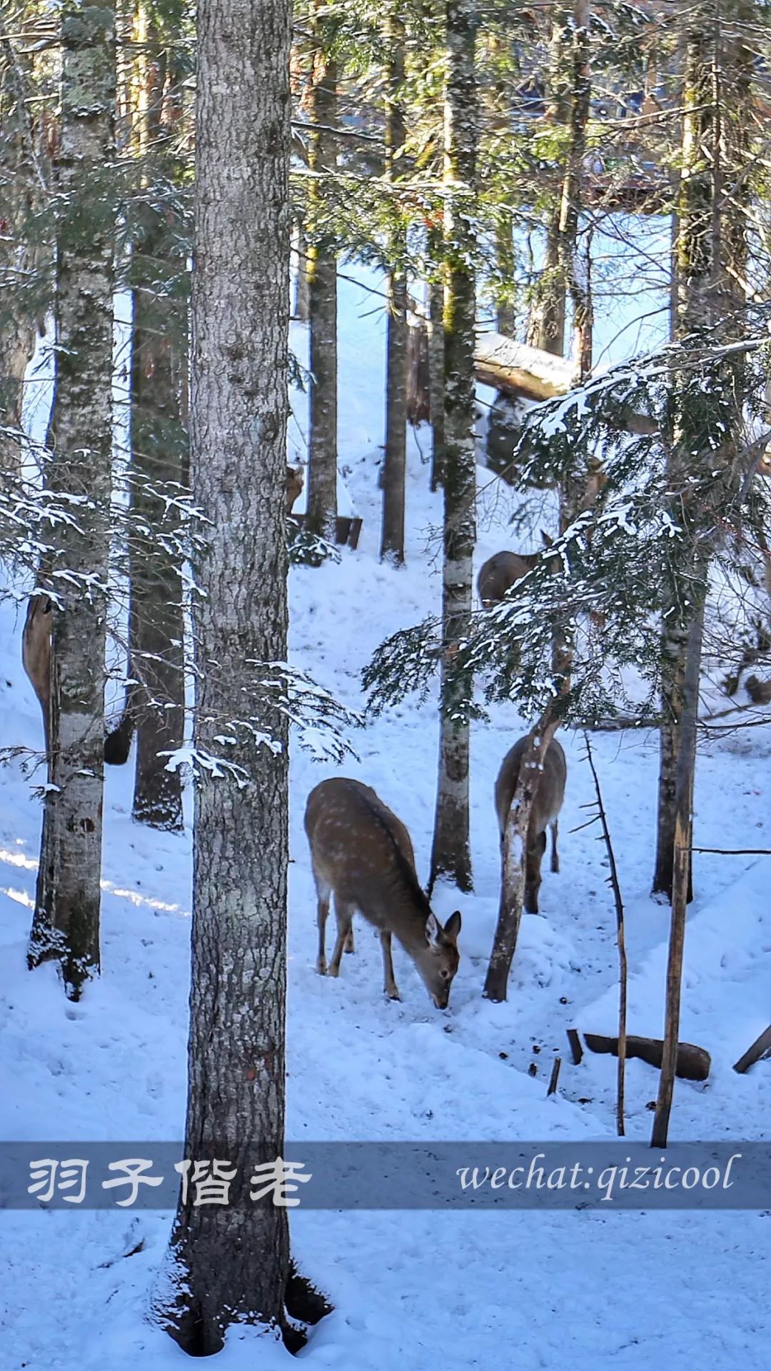 长白山滑雪最佳旅游时间,长白山天池漂流滑雪