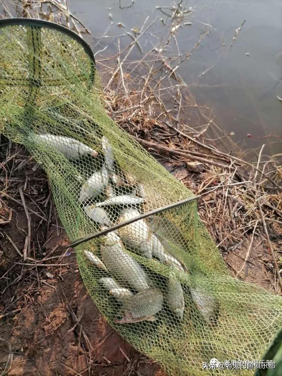 用九一八钓小鱼,九一八野钓鲫鱼视频