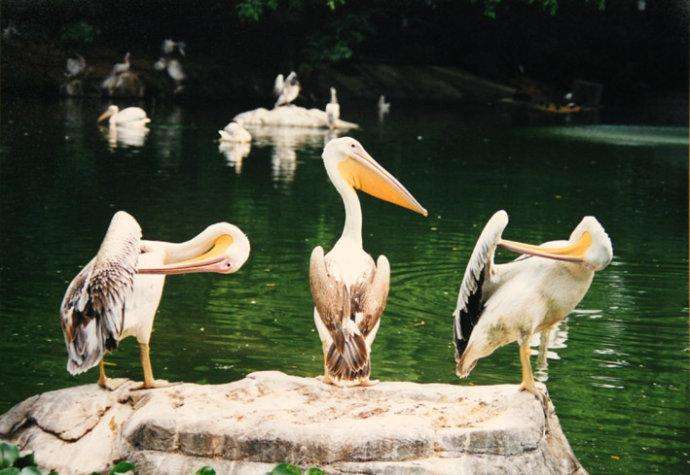 新加坡三个动物园哪个最好,新加坡动物园哪个最值得去看