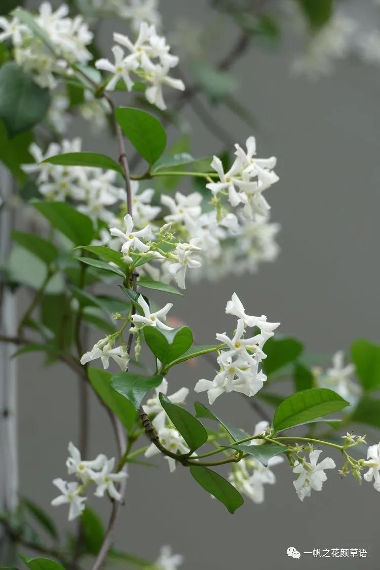 络石(Trachelospermumjasminoides)