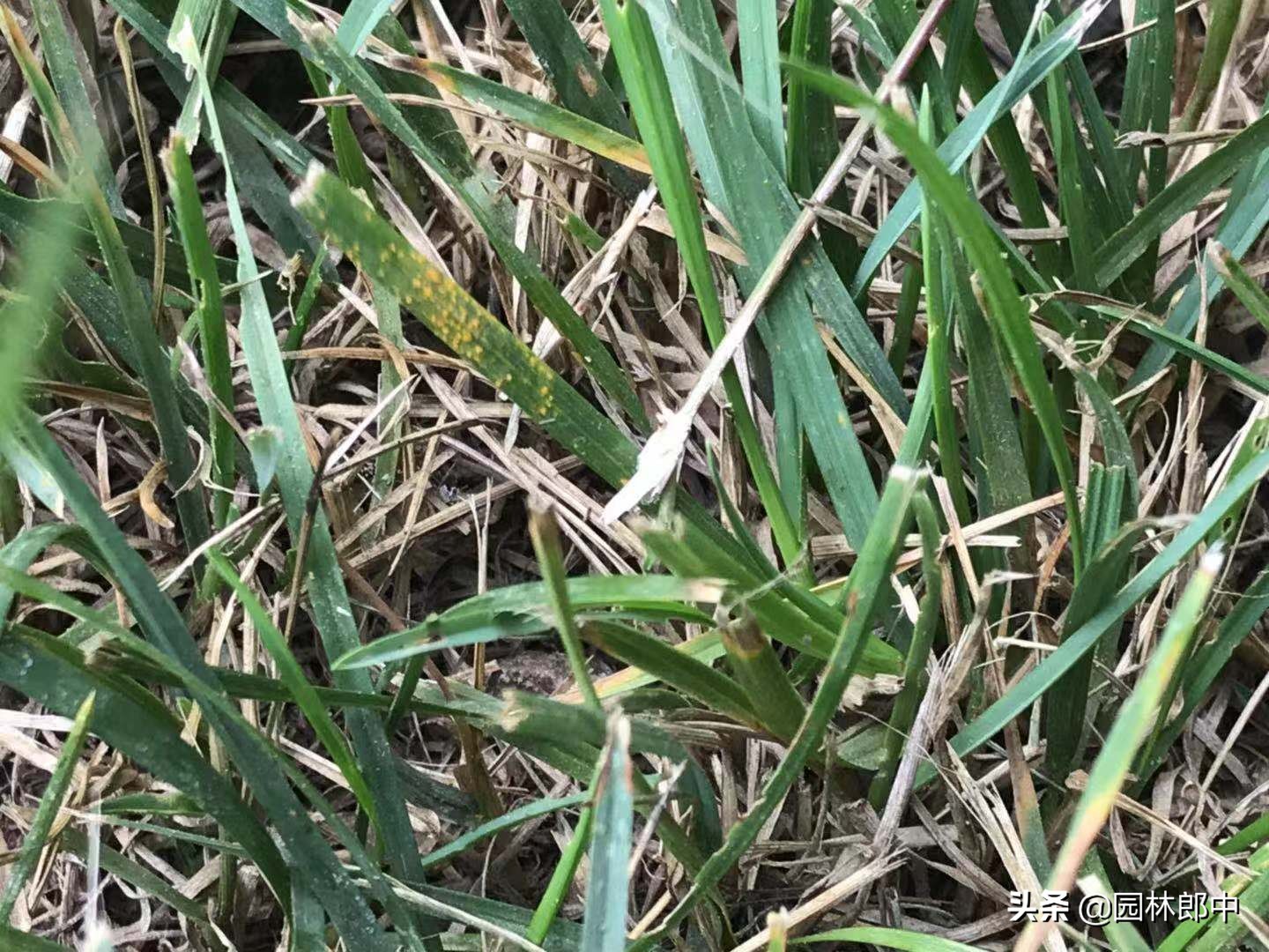 秋季草坪维护,入冬了草坪需要修剪吗