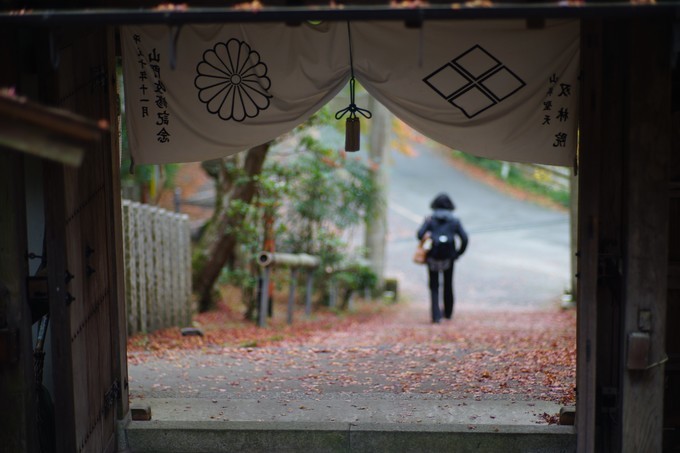 京都赏枫2022,京都赏枫必去景点有哪些好玩的