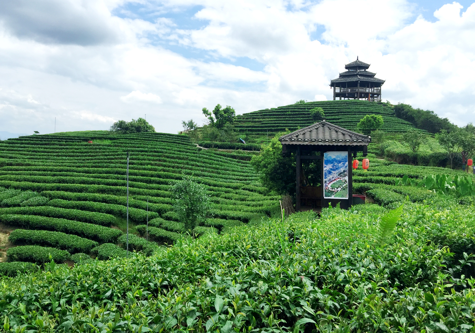 自炒茶叶纯天然,云南茶传统柴火手工炒茶