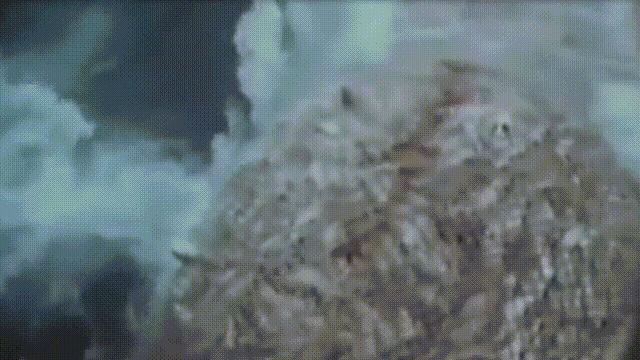 蛏子与小人蚬的区别,贻贝蛤蜊有什么区别