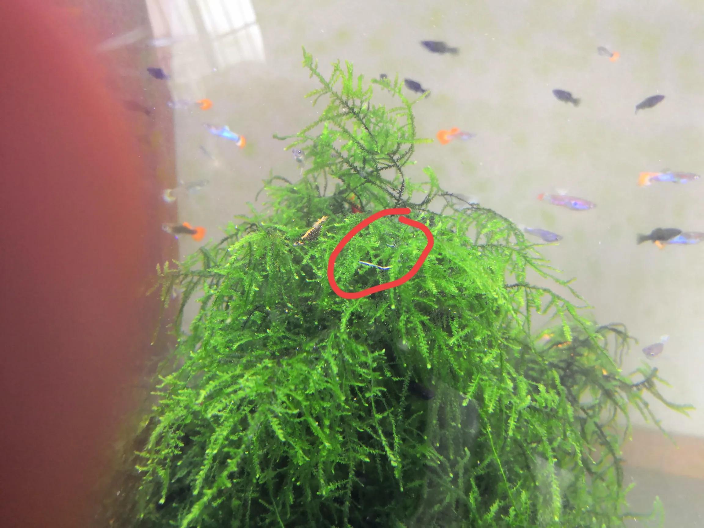 孔雀鱼及小型热带鱼内寄（驼型弓虫）治疗心得