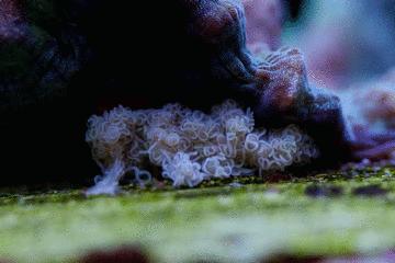 珊瑚到底有多可怕,珊瑚到底有多残忍