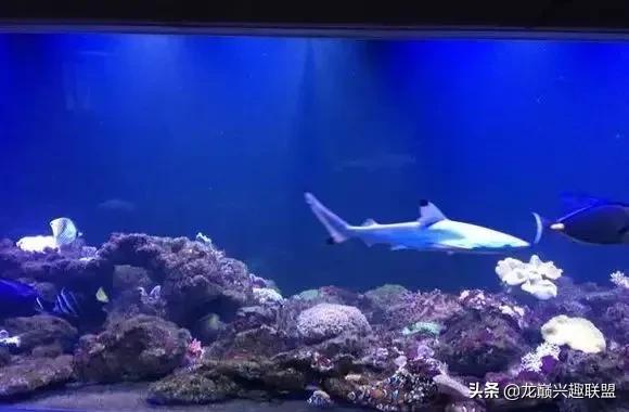 楸肩几濡傛璞皵,楂樼楸肩几椴ㄩ奔