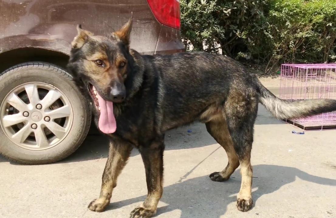 昆明犬和东德哪个更加凶猛,昆明犬与东德狼灰犬很像