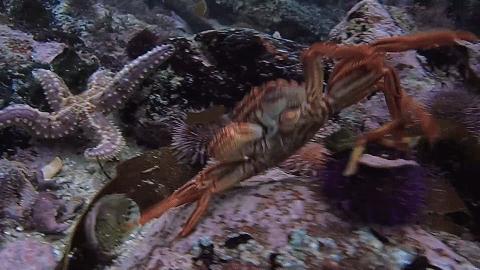 人鱼情未了在线阅读,人鱼情未了电视剧免费观看