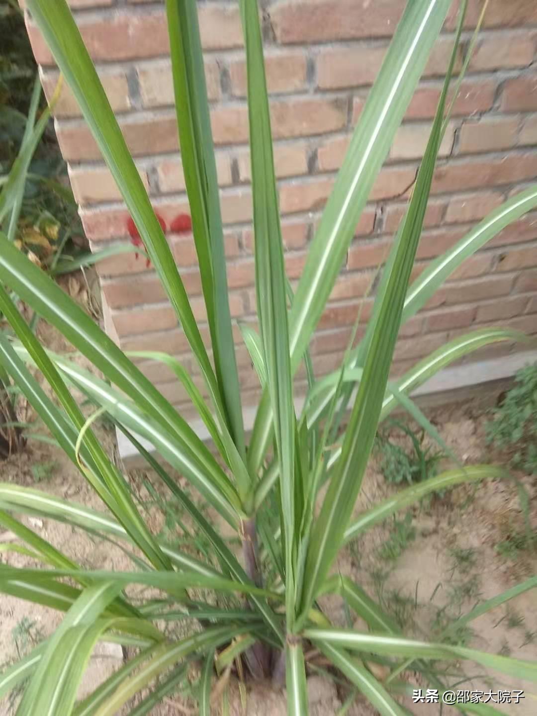 丰县农村老家,我的父亲母亲