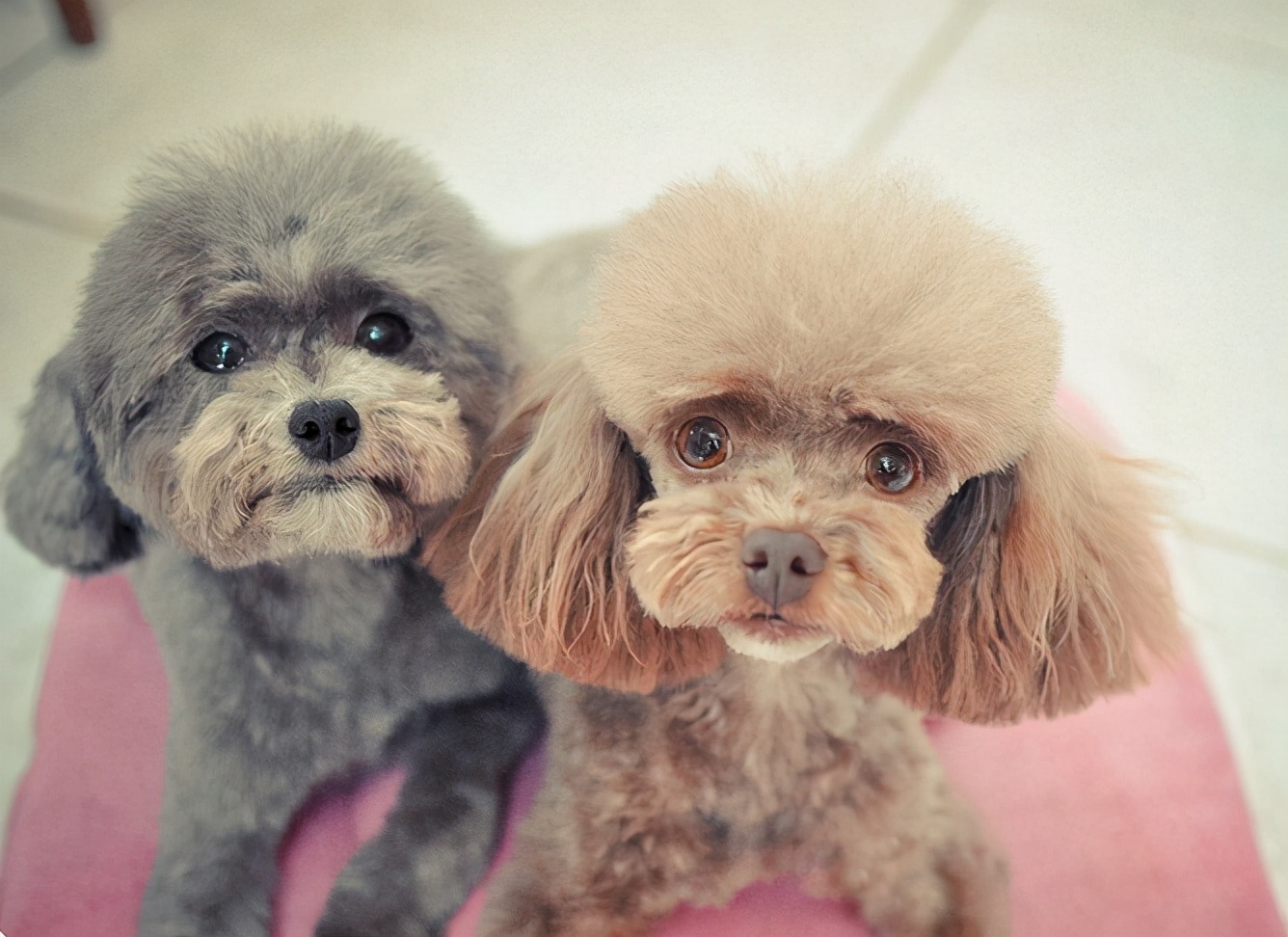 贵宾犬太挑食了很瘦怎么办,贵宾犬怎么才能吃胖
