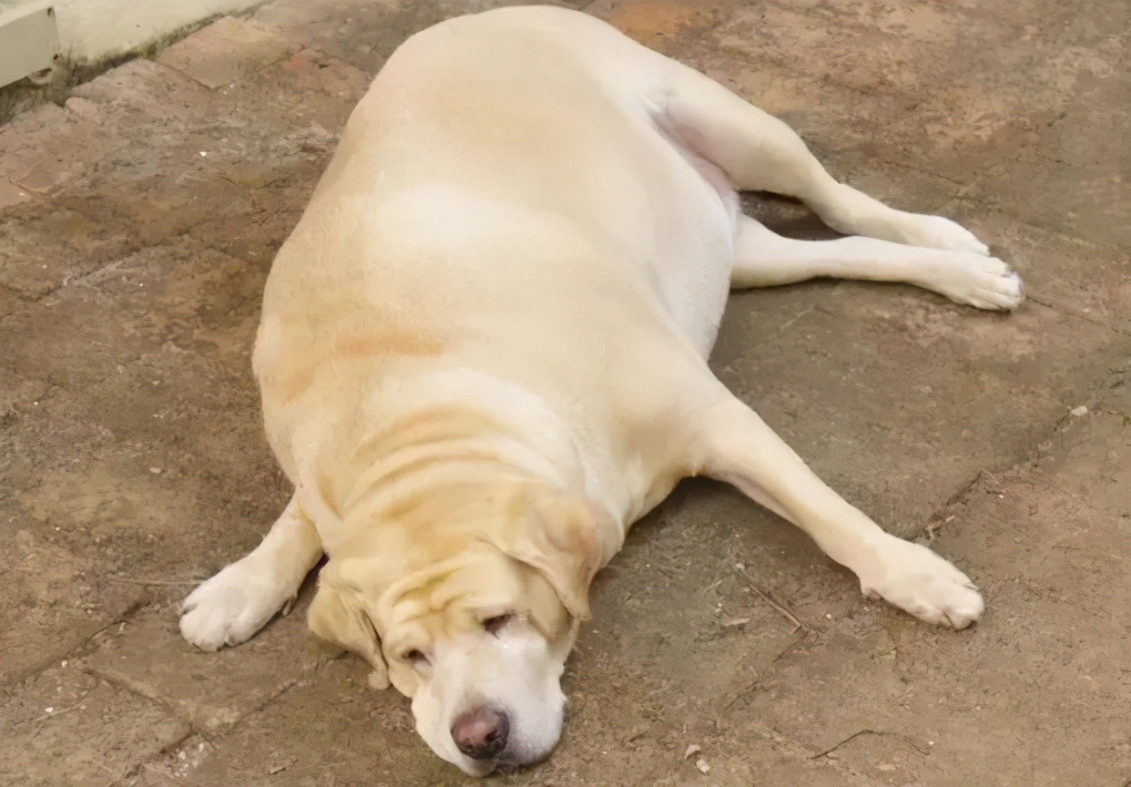 养拉布拉多犬一年得多少钱,养拉布拉多犬一个月需要花多少钱