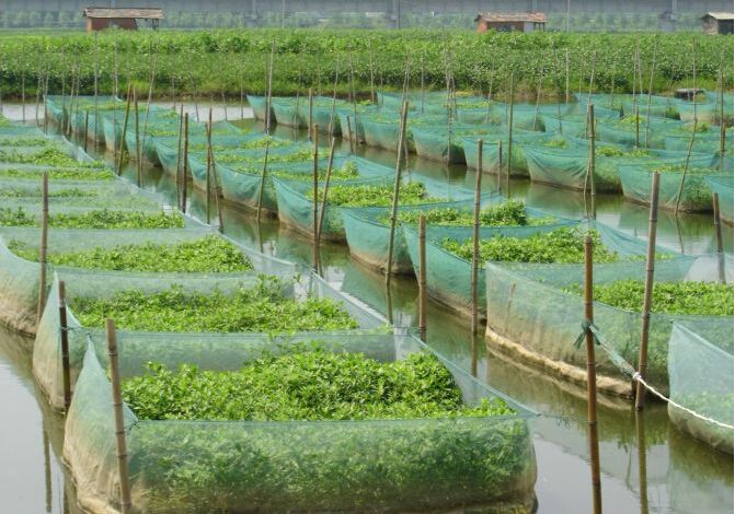 网箱黄鳝养殖成活率一般是多少,黄鳝苗几月买回来养成活率比较高