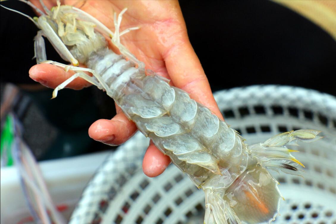 吃皮皮虾最简单方法,皮皮虾家常做法清蒸是用开水蒸吗